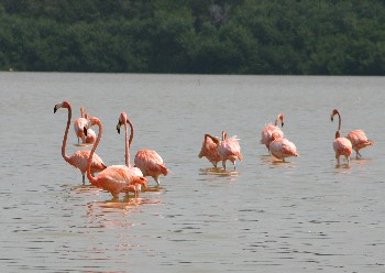 Flamingos, Clestun