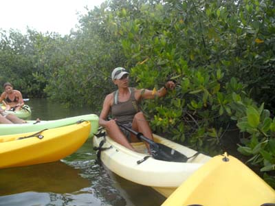 Kayaktocht in de mangroven