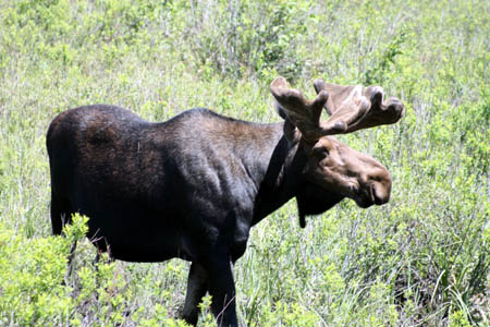Eland in Algonquin Provincial Park