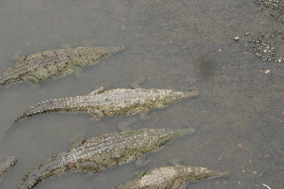 Krokodillen in de Tarascol rivier