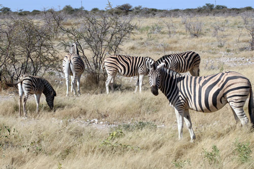 Etosha National Park - Zebra's
