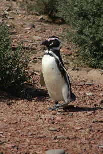 Pingun, Punta Tombo