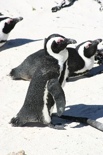 Afrikaanse Pinguins, Boulder Beach