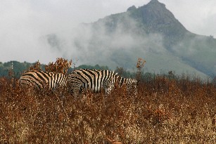 Zebra's in Mlilwane Wildlife Sancturary