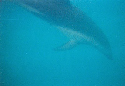 Donkergestreepte Dolfijn onderwater
