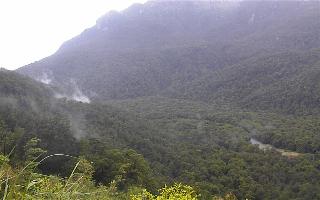 Regenwoud bij Doubtful Sound