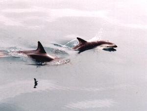 Dusky Dolphins, Kaikoura