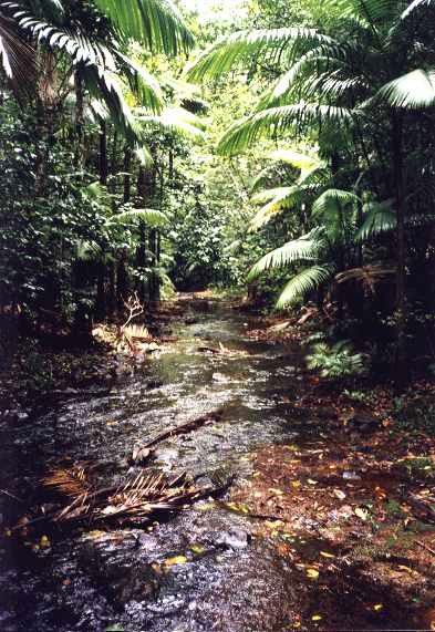 Rainforest near Mission Beach