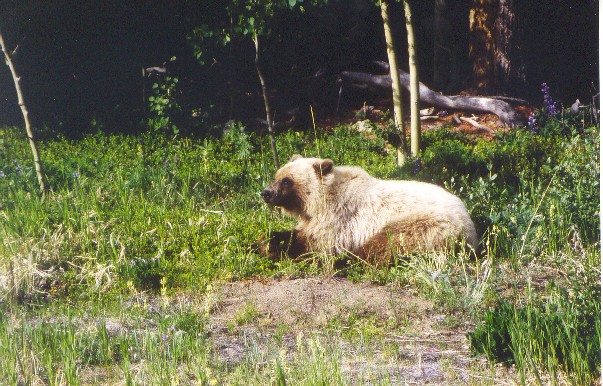 Grizzly beer langs de Haines Road
