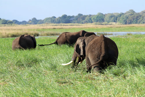 Olifanten - Chobe river