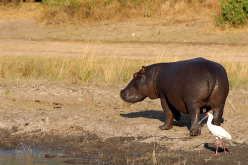 Nijlpaard op land - chobe