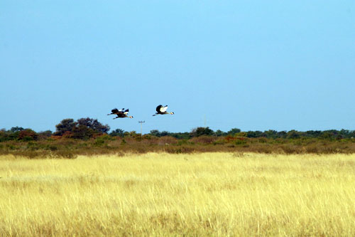 Nata - Kraanvogels