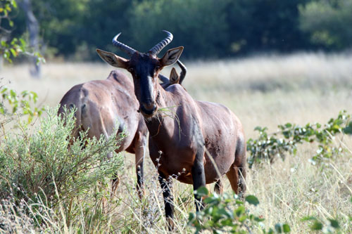 Tsesebe Antelope